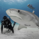Illustration for article titled How losing a few limbs in a shark attack led Paul de Gelder to his Shark Week career
